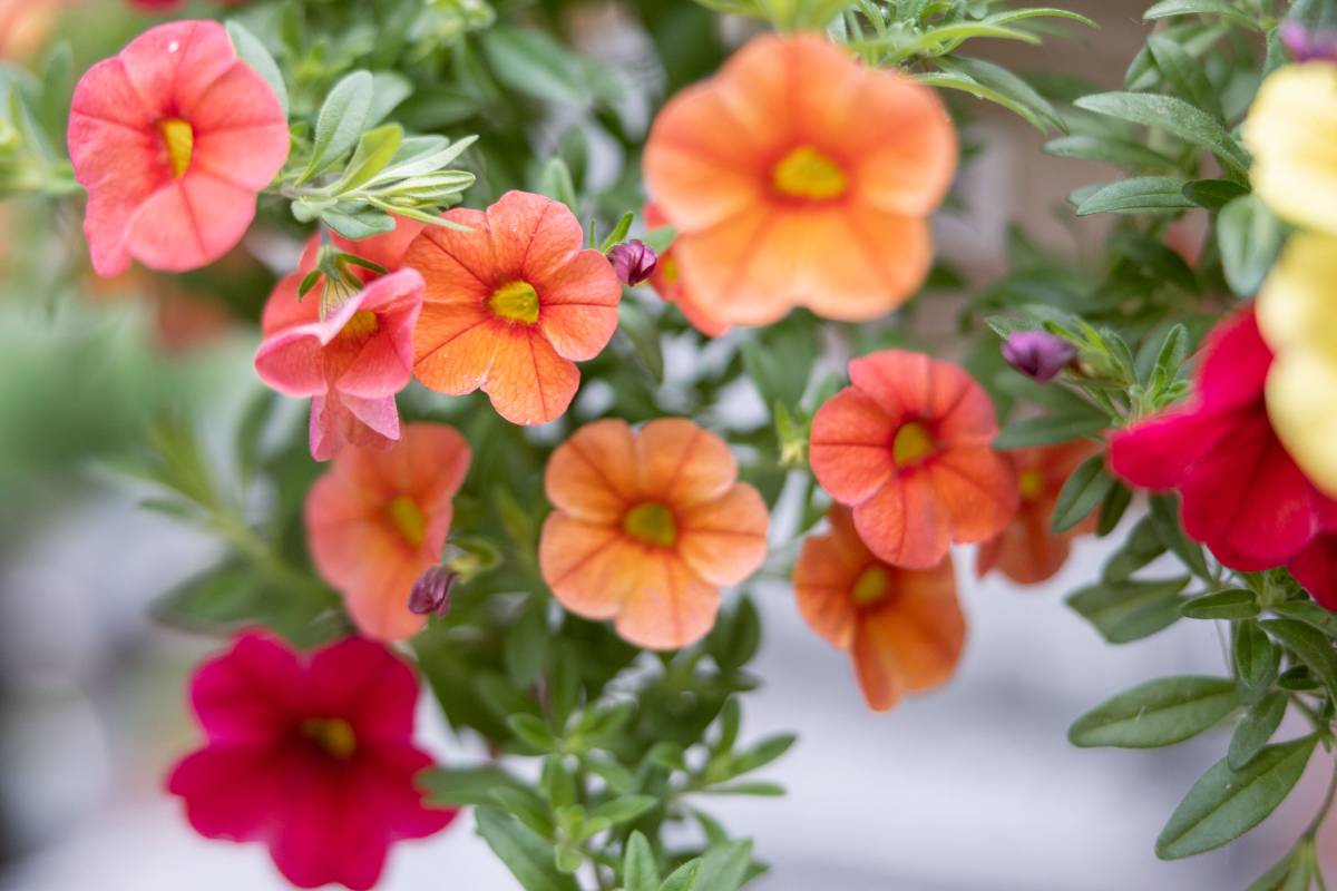 Spring Planters, Hanging Baskets and Herb Gardens