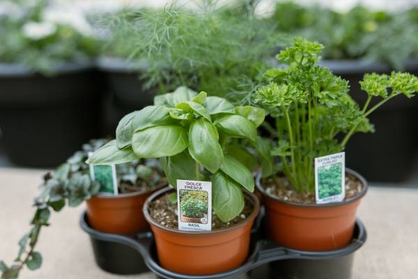 Herb Garden Collection 