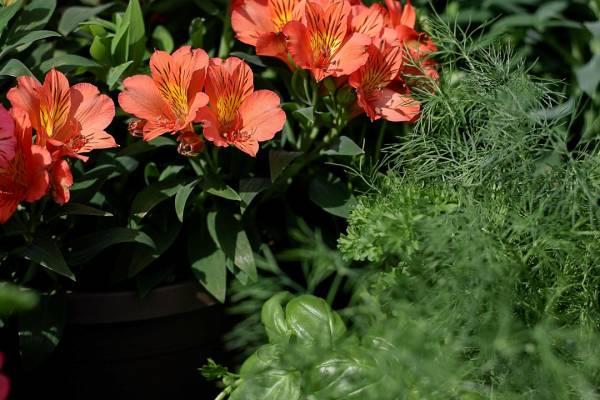 Planter Alstro Eliane Orange - Full Sun