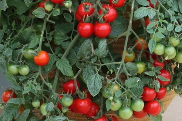 Hanging Basket Tomato Tumbler - Full Sun